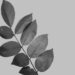Black and white image of a thin branch with nine leaves on it